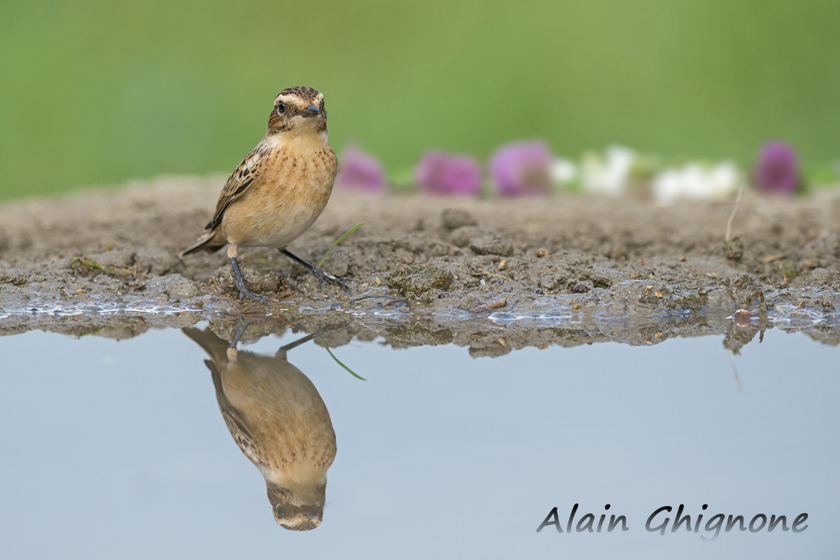 stiaccini di passo...